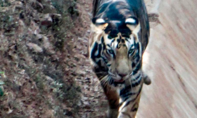 Nagyon ritka fekete tigrissel futott &ouml;ssze egy amatőr fot&oacute;s