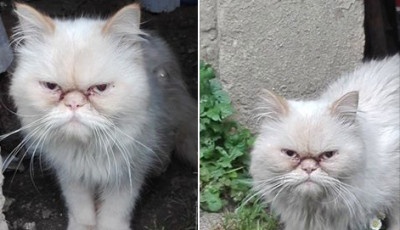 A kaposv&aacute;ri Grumpy Cat keresi gazd&aacute;j&aacute;t!