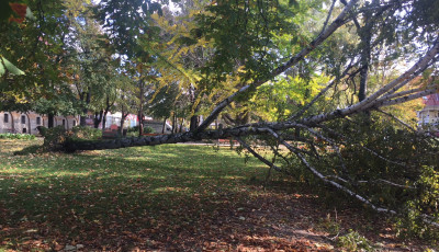 Kidőlt egy hatalmas fa a Rippl-R&oacute;nai parkban