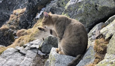 Nincs n&aacute;la laz&aacute;bb - 2500 m&eacute;ter magasan a hegym&aacute;sz&oacute;k mellett chillelt egy macska
