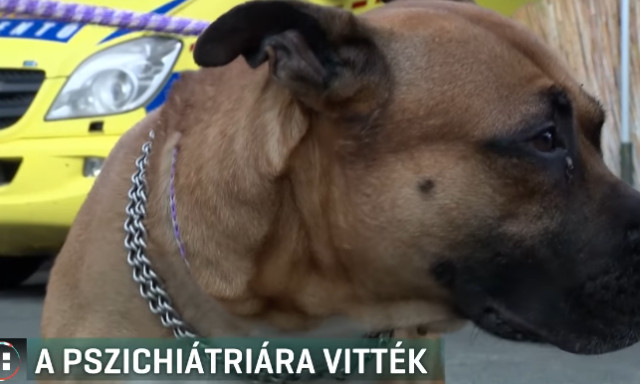 F&eacute;nyes nappal, &ouml;nk&iacute;v&uuml;leti &aacute;llapotban fajtalankodott kuty&aacute;j&aacute;val egy f&eacute;rfi Budapesten