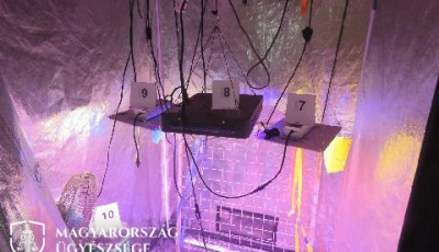 Somogyi otthon&aacute;ban nevelgetett kannabiszt a t&ouml;r&ouml;k f&eacute;rfi