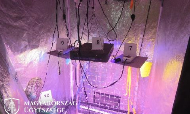 Somogyi otthon&aacute;ban nevelgetett kannabiszt a t&ouml;r&ouml;k f&eacute;rfi
