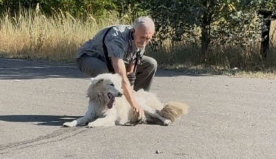 Meg&aacute;ll&iacute;tott&aacute;k a helyk&ouml;zi buszt, hogy seg&iacute;teni tudjanak egy a hős&eacute;gben &ouml;sszeesett kuty&aacute;n