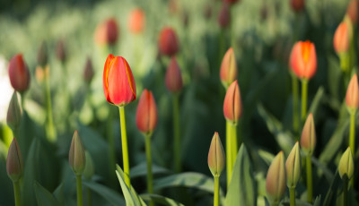 Szedd magad tulip&aacute;nsz&uuml;retet tartanak szombaton a Desed&aacute;n