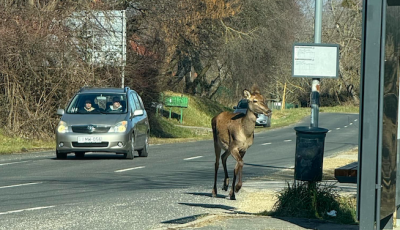 Bambi s&eacute;t&aacute;lgatott a Bart&oacute;k B&eacute;la utc&aacute;ban