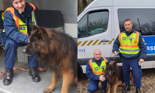 Az M7-esen k&oacute;borl&oacute; kutyust mentettek meg a rendőr&ouml;k