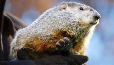 Punxsutawney Phil! Ecc-pecc kij&ouml;hetsz! Mormota nap van!