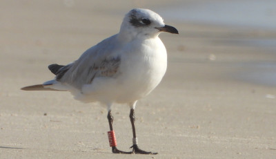 Maurit&aacute;ni&aacute;ig jutott egy Magyarorsz&aacute;gon gyűrűz&ouml;tt szerecsensir&aacute;ly