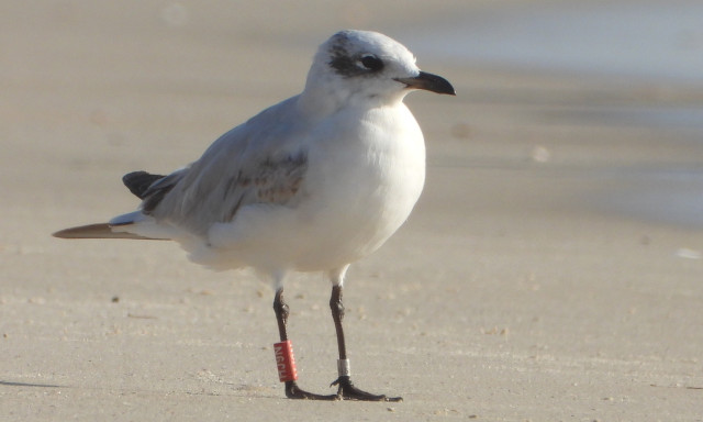 Maurit&aacute;ni&aacute;ig jutott egy Magyarorsz&aacute;gon gyűrűz&ouml;tt szerecsensir&aacute;ly