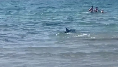 Nem m&eacute;sz innen! Hatalmas c&aacute;pa elől menek&uuml;lnek a strandol&oacute;k - VIDE&Oacute;