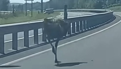 &Iacute;gy futkor&aacute;szott egy emu a 67-es gyorsforgalmin - VIDE&Oacute;