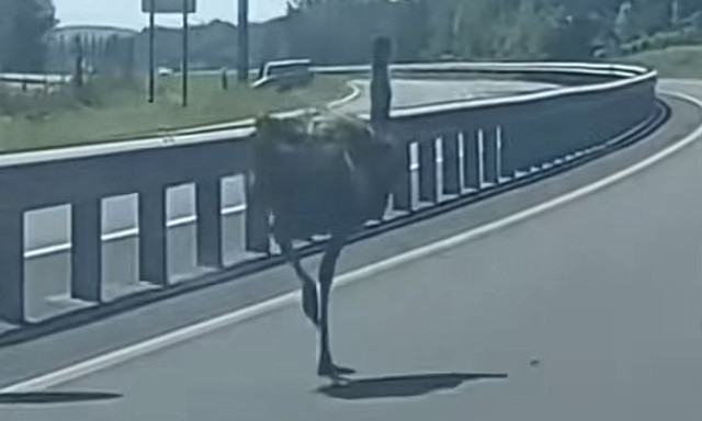 &Iacute;gy futkor&aacute;szott egy emu a 67-es gyorsforgalmin - VIDE&Oacute;