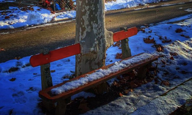 Micsoda jelens&eacute;g! Az egyik kaposv&aacute;ri temetőben k&ouml;rbenőtt egy fa egy padot!