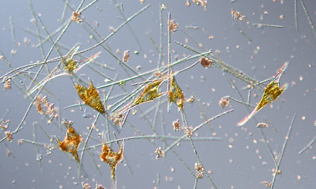 Z&ouml;ld&uuml;l a Balaton nyugati fele