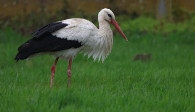 K&eacute;t &eacute;vtizede j&aacute;r haza - Id&eacute;n is hazat&eacute;rt az orsz&aacute;g legidősebb gyűrűs g&oacute;ly&aacute;ja