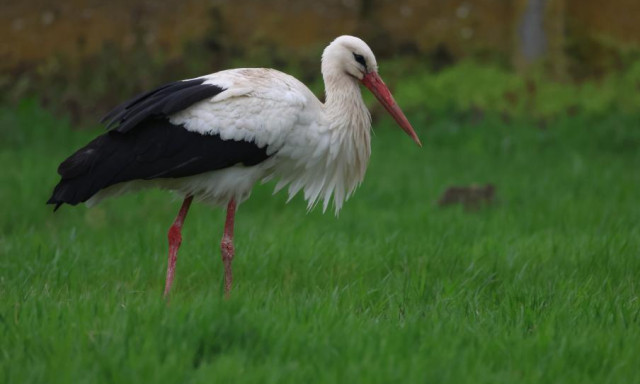 K&eacute;t &eacute;vtizede j&aacute;r haza - Id&eacute;n is hazat&eacute;rt az orsz&aacute;g legidősebb gyűrűs g&oacute;ly&aacute;ja