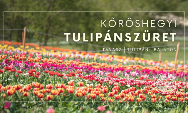 Megvan a 2021-es Kőr&ouml;shegyi Tulip&aacute;nsz&uuml;ret időpontja