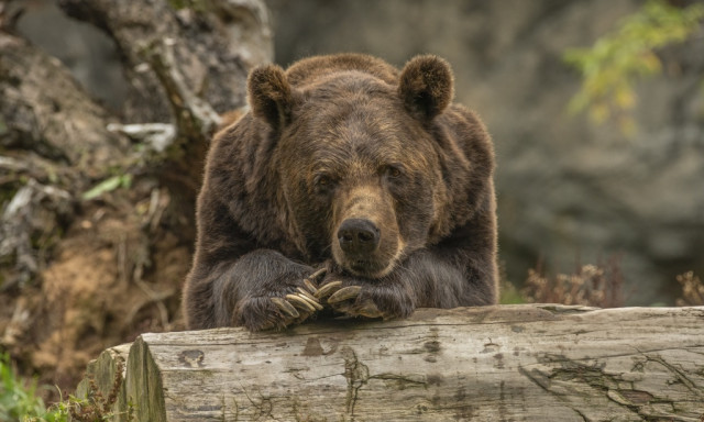 Medv&eacute;t l&aacute;ttak a Dun&aacute;nt&uacute;lon