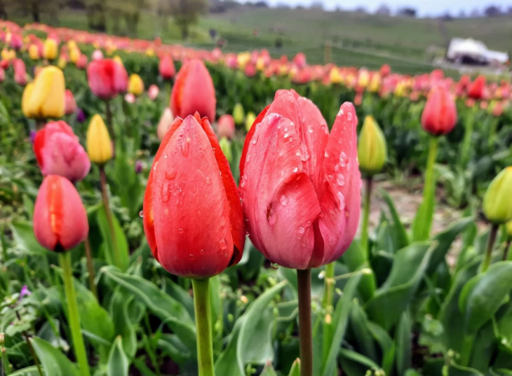 Pénteken kezdődik a tulipánszüret a Kőröshegyen