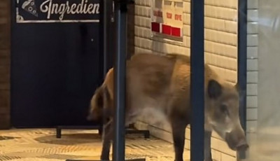 Leszaladt a metr&oacute;ba egy vaddiszn&oacute; Budapesten - V&eacute;g&uuml;l egy vad&aacute;sz lőtte ki