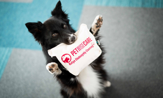 &Aacute;llatorvosi seg&iacute;ts&eacute;g ak&aacute;r &eacute;jjel is - &Uacute;j app seg&iacute;ti a gazdikat