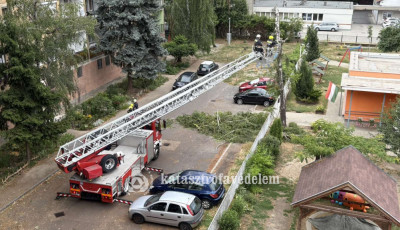 Kidőlt egy fa a Honv&eacute;d utcai Tag&oacute;voda udvar&aacute;n