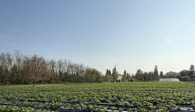 Indul a &bdquo;Szedd magad&rdquo; eperszezon Cs&aacute;k&aacute;nyban &ndash; t&ouml;bb t&iacute;zezer tő v&aacute;rja a l&aacute;togat&oacute;kat