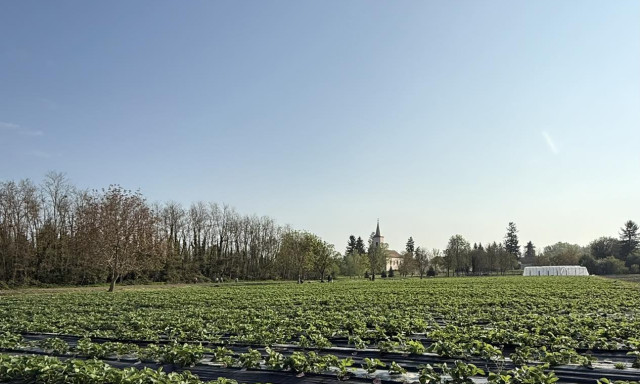 Indul a &bdquo;Szedd magad&rdquo; eperszezon Cs&aacute;k&aacute;nyban &ndash; t&ouml;bb t&iacute;zezer tő v&aacute;rja a l&aacute;togat&oacute;kat