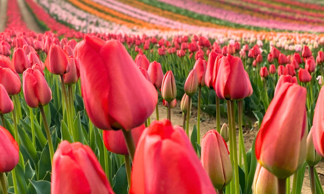 Kitűzt&eacute;k a 2026-os kőr&ouml;shegyi tulip&aacute;nsz&uuml;ret időpontj&aacute;t