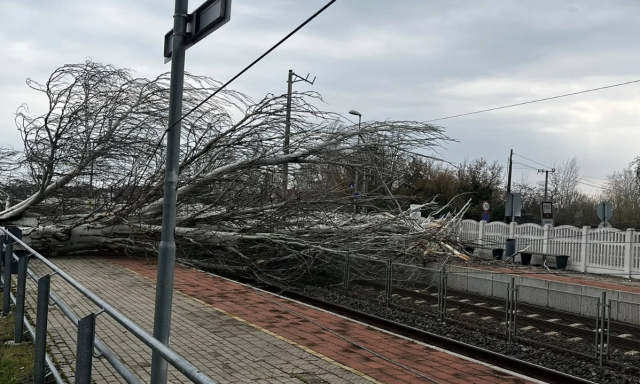 Komoly fennakad&aacute;sok a Balatonn&aacute;l: fa dőlt a s&iacute;nekre Zam&aacute;rdin&aacute;l