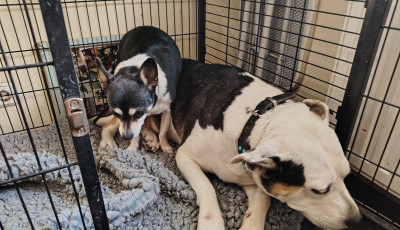 Van otthon haszn&aacute;lt k&aacute;dkil&eacute;pőd? - A Kutyat&aacute;r nagy haszn&aacute;t venn&eacute;