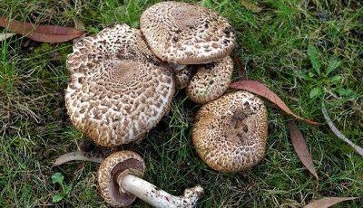 Ehető, de ritka és védett fajta lett a 2026-os év gombája