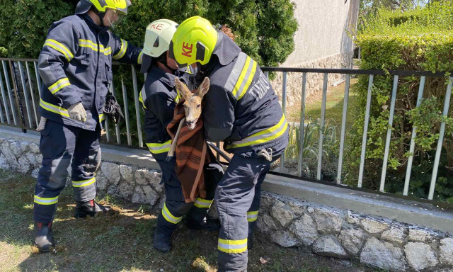 Ker&iacute;t&eacute;sbe szorult őzik&eacute;t szabad&iacute;tottak ki a tűzolt&oacute;k a Balatonn&aacute;l