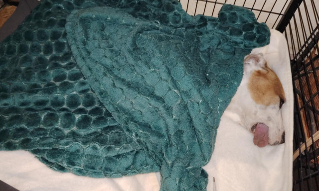 Halottnak hitt&eacute;k a l&aacute;ncra vert kuty&aacute;t &ndash; megr&aacute;z&oacute; t&ouml;rt&eacute;netet osztott meg a Kutyat&aacute;r egy kaposv&aacute;ri ment&eacute;sről