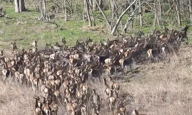 &Uacute;jabb szarvasrudlit siker&uuml;lt lencsev&eacute;gre kapni Somogyban