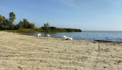 A v&iacute;z minős&eacute;ge &uacute;jra kiv&aacute;l&oacute;, ism&eacute;t lehet f&uuml;r&ouml;dni a balatongy&ouml;r&ouml;ki strandon
