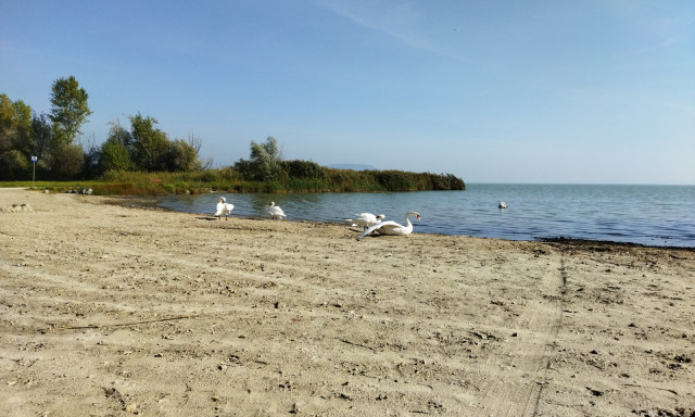 A v&iacute;z minős&eacute;ge &uacute;jra kiv&aacute;l&oacute;, ism&eacute;t lehet f&uuml;r&ouml;dni a balatongy&ouml;r&ouml;ki strandon