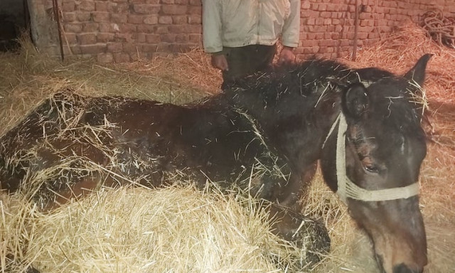 12 kecsk&eacute;t mentett meg a hal&aacute;l tork&aacute;b&oacute;l a kaposv&aacute;ri Kutyat&aacute;r