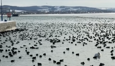 T&eacute;li mened&eacute;k lett a tihanyi r&eacute;v - Ezr&eacute;vel gyűlnek itt a v&iacute;zimadarak - VIDE&Oacute;