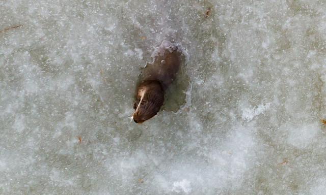 Ma biztosan nem találsz cukibbat a Balatonban falatozó vidránál!