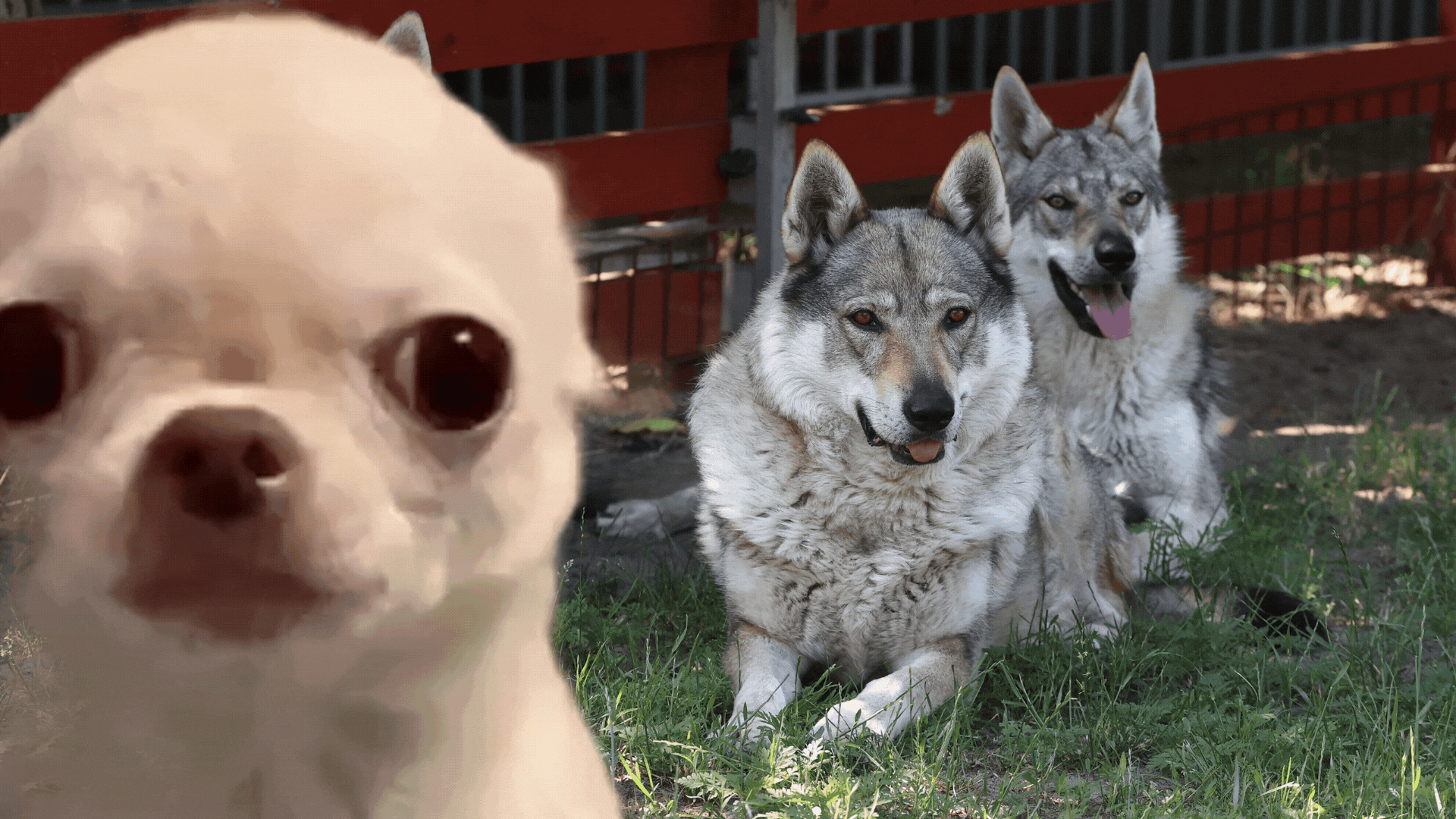 A bullmasztiff semennyire, na de a csivava&hellip; - Ezek a kutyafajt&aacute;k a legink&aacute;bb farkasok