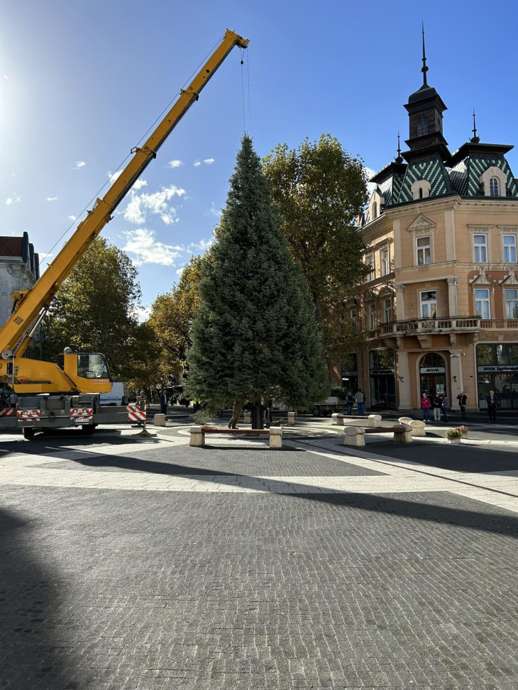 Megérkezett és már áll is a város karácsonyfája!