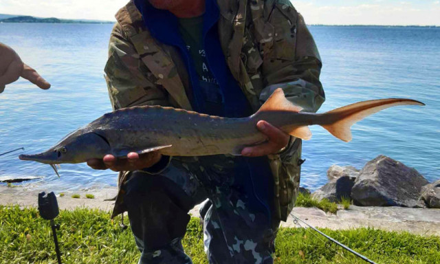 L&eacute;nai tokokat fogtak a Balatonb&oacute;l