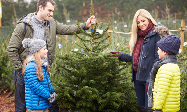 Dr&aacute;g&aacute;bbak a f&aacute;k, de nagyobb a v&aacute;laszt&eacute;k - 2017-es fenyőfa k&ouml;rk&eacute;p Kaposv&aacute;ron