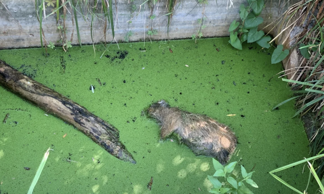 Senki sem hajland&oacute; elsz&aacute;ll&iacute;tani a v&iacute;zbe fulladt vadmalac tetemet a Balatonn&aacute;l
