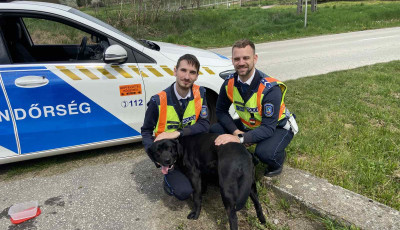 Gyorshajt&oacute;k helyett egy kuty&aacute;t fogtak a rendőr&ouml;k a Desed&aacute;n