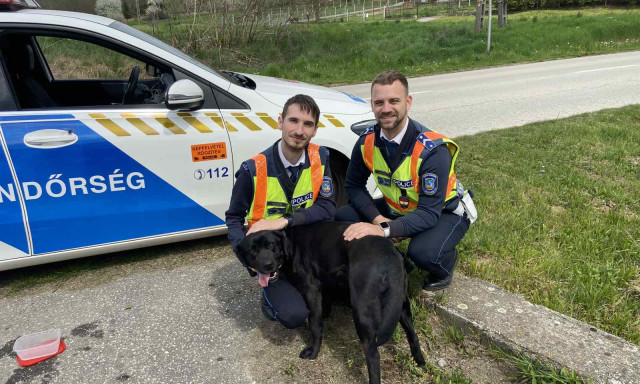 Gyorshajt&oacute;k helyett egy kuty&aacute;t fogtak a rendőr&ouml;k a Desed&aacute;n