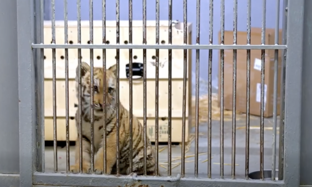 Kistigris miatt riasztott&aacute;k a főv&aacute;rosi &aacute;llatkertet - VIDE&Oacute;