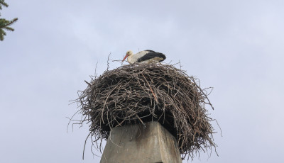 Meg&eacute;rkezett az első g&oacute;lya Nagyat&aacute;dra